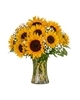 Sunflower Sensation