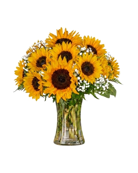 Sunflower Sensation