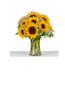 Sunflower Sensation