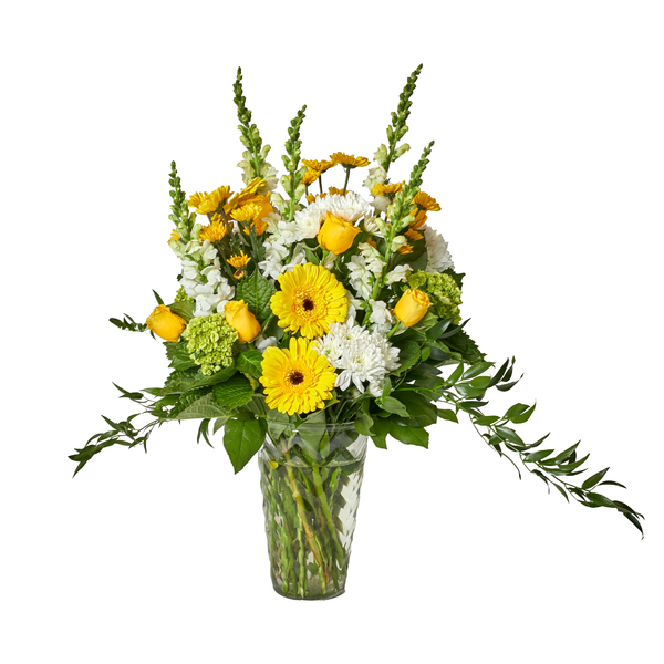 Sunny Memories Arrangement with Yellow Roses, Yellow Gerbera Daisies, White Snapdragons and Green Hydrangea