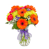 A Burst of Colourful Orange Gerberas and Yellow Daisies