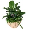 Cream Sympathy Planter