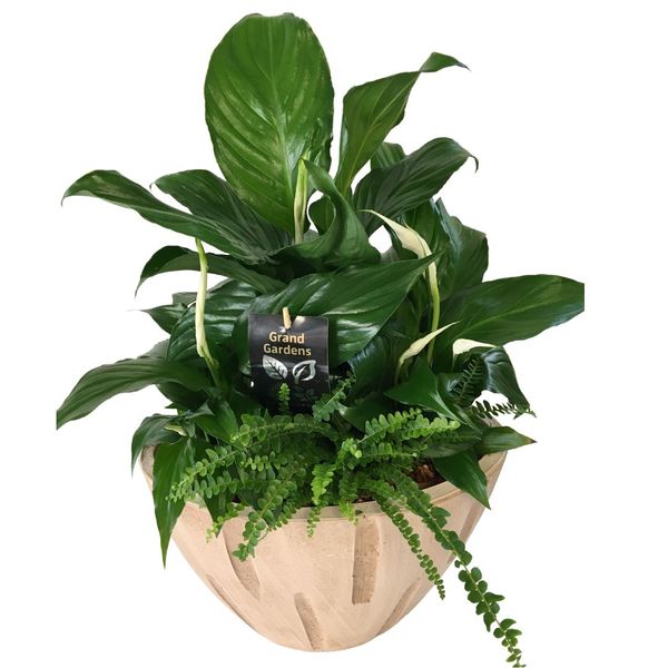 Cream Sympathy Planter