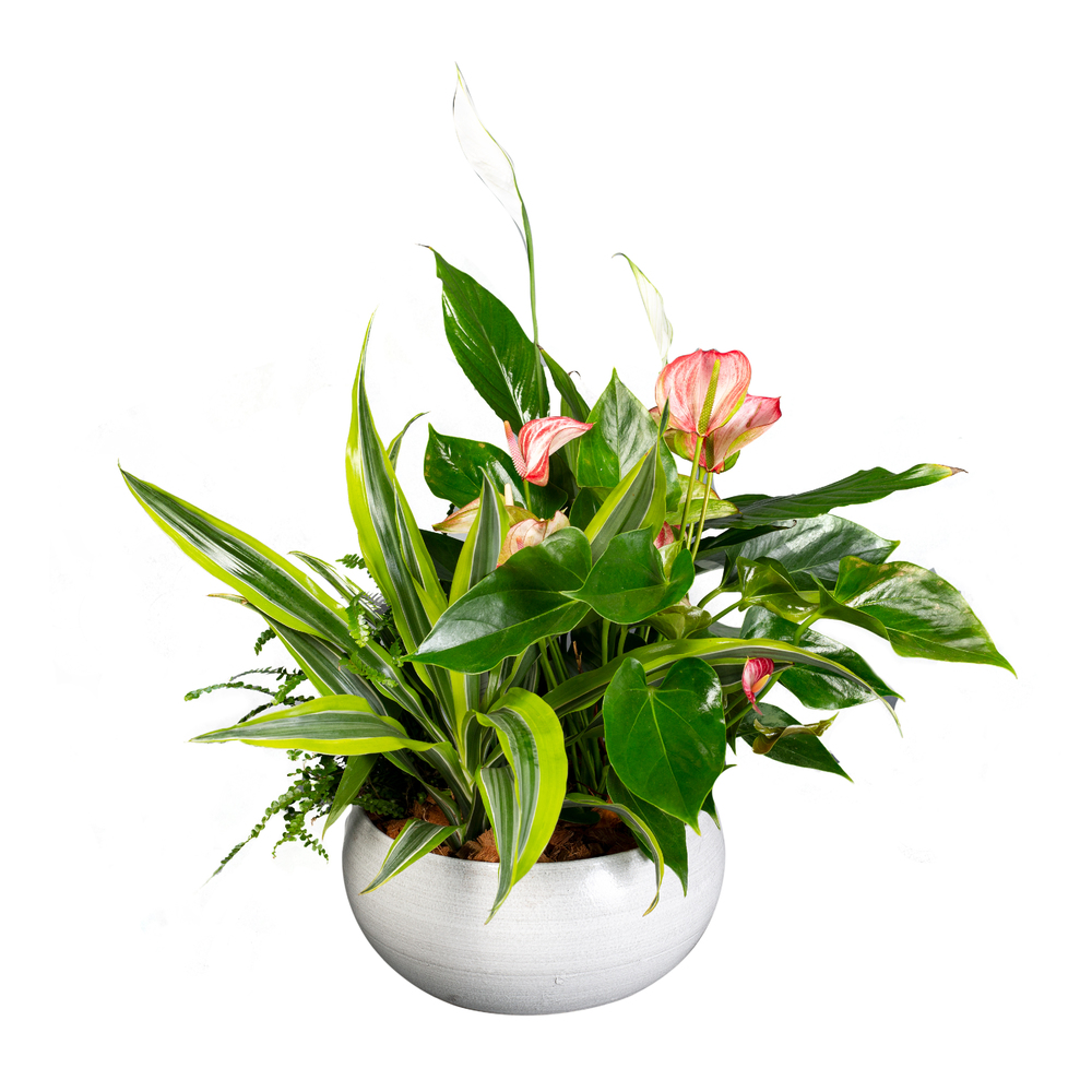 Anthurium Planter