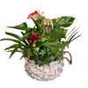 Tropical Planter