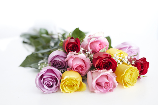 12 Stunning Multi-Coloured Roses