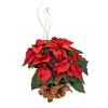 Red Pointseittia