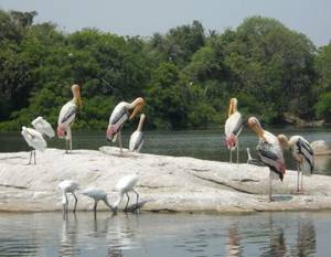 Ranganathittu Bird Sanctuary