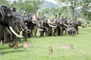 Sakrebyle Elephant Camp