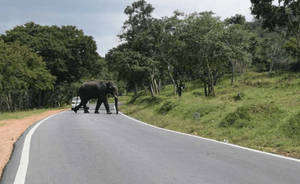 Bandipur National Park