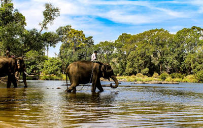 Bangalore to Dubare Elephant Camp