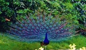 Adichunchanagiri Peacock Sanctuary