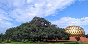 The Banyan Tree and Amphitheatre