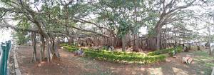 Big Banyan Tree — Dodda Alada Mara