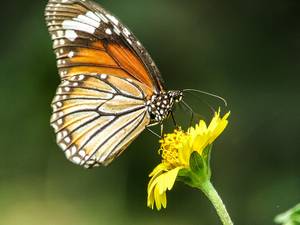 Butterfly Safari Park and Deer Rehabilitation Centre