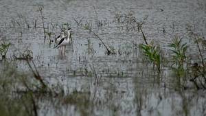 Hesaraghatta Lake and Grasslands