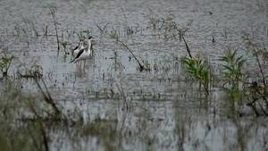 Hesaraghatta Lake and Grasslands