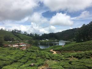 Highwavys Tea Estates