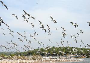 Kumarakom Bird Sanctuary