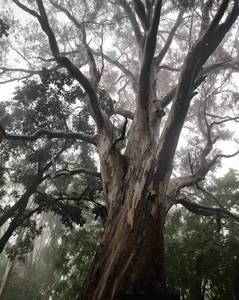 Kalyani Tree