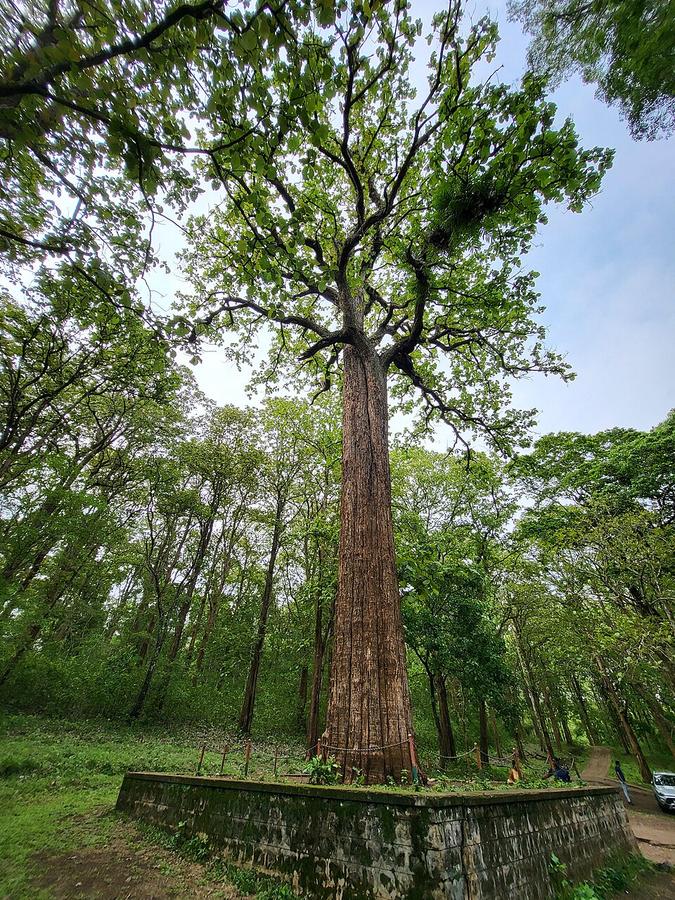 Kannimara Teak