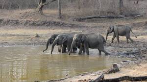Karapura Elephant Camp