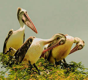 Kokkarebellur Pelican Village