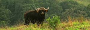 Kudremukh National Park