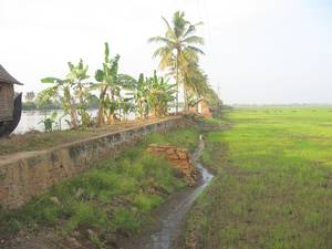 Kuttanad Paddy Fields