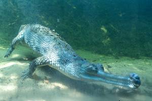 Madras Crocodile Bank