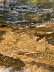 Mahseer Waters of the Kaveri