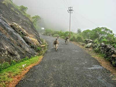 Bangalore to Munnar 
