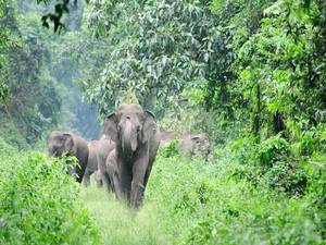 Meghamalai Wildlife Sanctuary and Tiger Reserve