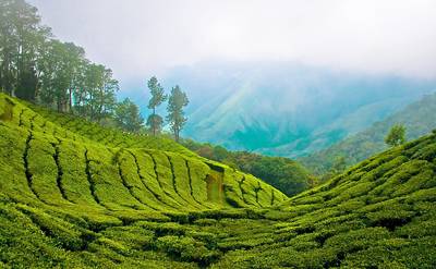 Bangalore to Munnar 