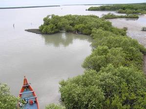 Muthupet Mangroves