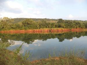 The Nallamala Forest