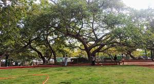 Pillalamarri Banyan Tree