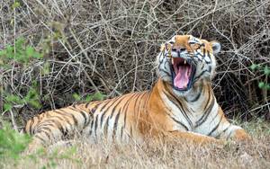Tyavarekoppa Lion and Tiger Safari