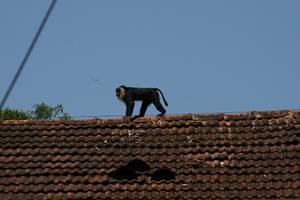 Puthuthottam and the Lion-Tailed Macaque