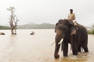 Sakrebailu Elephant Camp