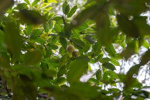 The Spice Plantations