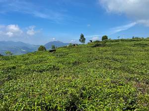 Tea Estates and Factory Visits