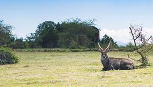 Wildlife of Silent Valley