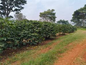 Kutta and the Coffee Estates