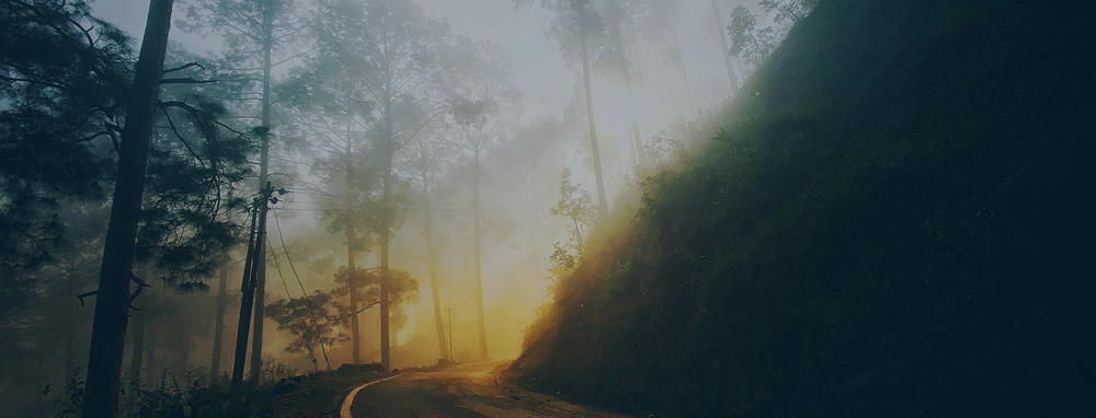 Foggy forest road winding through tall trees, soft golden light filtering through the mist, creating a serene atmosphere.