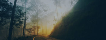 Foggy forest road winding through tall trees, soft golden light filtering through the mist, creating a serene atmosphere.