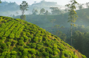 The Tea Estates and Factories