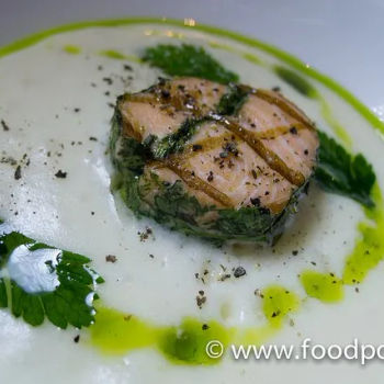 Grilled Salmon Medallion Horseradish with Parsley Oil