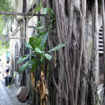 Interesting Lane in the Area