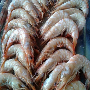 Steamed Sea Prawns